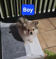 Little Bear, a male Pomchi for sale in San Antonio, TX – 3 of 3