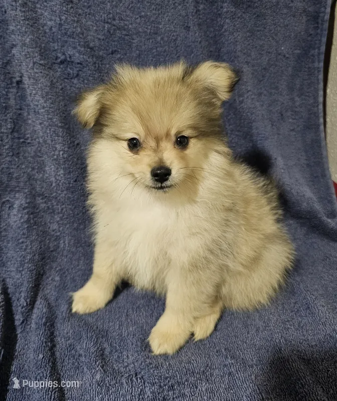 Little Bear – Pomchi puppy for sale in San Antonio, TX