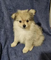 Little Bear, a male Pomchi for sale in San Antonio, TX – 1 of 3