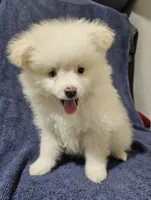 Snowball, a male Pomchi for sale in San Antonio, TX – 2 of 3