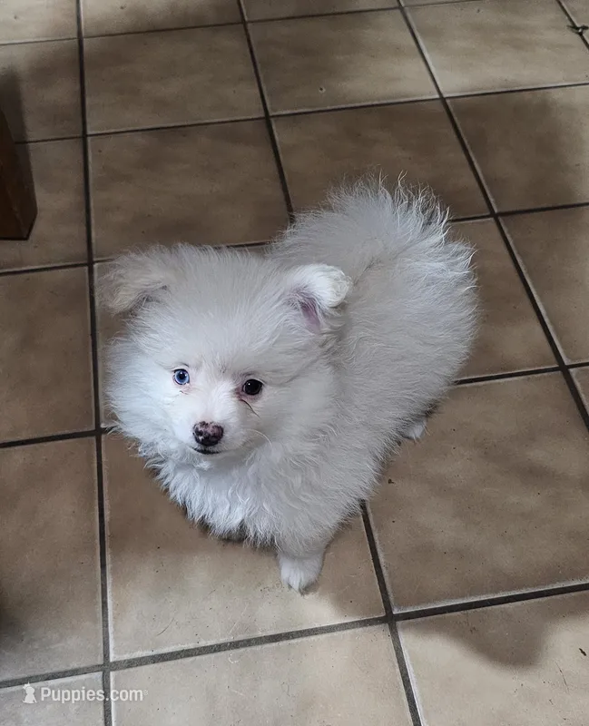Snowball – Pomchi puppy for sale in San Antonio, TX