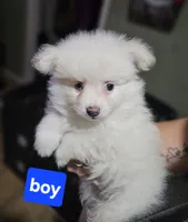 Snowball, a male Pomchi for sale in San Antonio, TX – 3 of 3