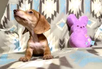 Pudding, a male Dachshund for sale in Magnolia, TX – 4 of 4