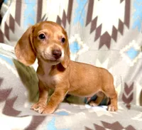 Pudding, a male Dachshund for sale in Magnolia, TX – 3 of 4