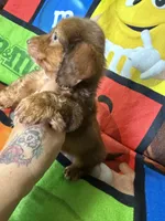  Mariah, a female Dachshund for sale in Magnolia, TX – 1 of 2