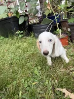 Snow, a female Dachshund for sale in Magnolia, TX – 5 of 6