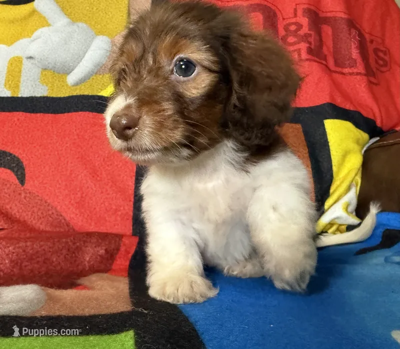 Willow  – Dachshund puppy for sale in Magnolia, TX