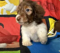 Willow , a female Dachshund for sale in Magnolia, TX – 1 of 7