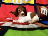 Trixie, a female Dachshund for sale in Magnolia, TX – 2 of 5