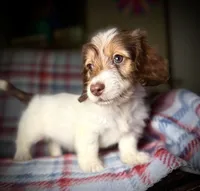 Ruby, a female Dachshund for sale in Magnolia, TX – 5 of 6