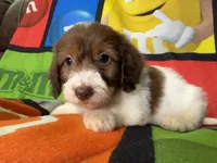 Dotty, a female Dachshund for sale in Magnolia, TX – 5 of 5