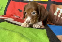 Trixie, a female Dachshund for sale in Magnolia, TX – 4 of 5