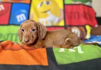 Big Red, a male Dachshund for sale in Magnolia, TX – 2 of 6