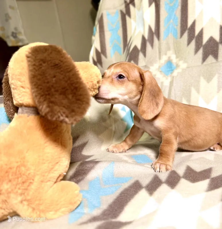 Pudding – Dachshund puppy for sale in Magnolia, TX