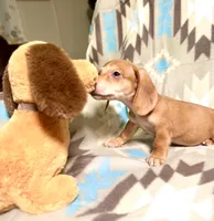 Pudding, a male Dachshund for sale in Magnolia, TX – 1 of 4