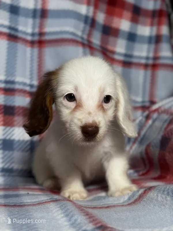 Pearl – Dachshund puppy for sale in Magnolia, TX