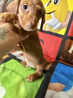 Big Red, a male Dachshund for sale in Magnolia, TX – 6 of 6