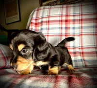 Bandit, a male Dachshund for sale in Magnolia, TX – 3 of 5