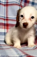 Pearl, a female Dachshund for sale in Magnolia, TX – 2 of 5
