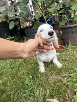 Snow, a female Dachshund for sale in Magnolia, TX – 3 of 6