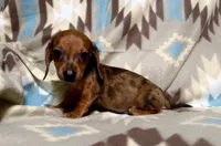 Peanut, a male Dachshund for sale in Magnolia, TX – 4 of 4