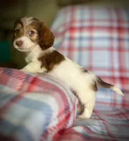 Ruby, a female Dachshund for sale in Magnolia, TX – 4 of 6