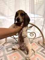 Capitan Morgan, a male Dachshund for sale in Magnolia, TX – 5 of 5