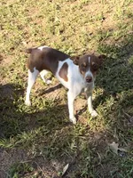 Molly, a female Rat Terrier for sale in Magnolia, TX – 2 of 3