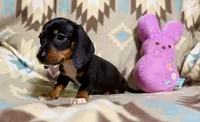 Popcorn , a male Dachshund for sale in Magnolia, TX – 1 of 4