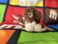 Willow , a female Dachshund for sale in Magnolia, TX – 6 of 7