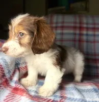 Ruby, a female Dachshund for sale in Magnolia, TX – 6 of 6