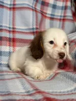Pearl, a female Dachshund for sale in Magnolia, TX – 4 of 5