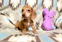 Pudding, a male Dachshund for sale in Magnolia, TX – 2 of 4