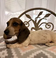 Capitan Morgan, a male Dachshund for sale in Magnolia, TX – 4 of 5