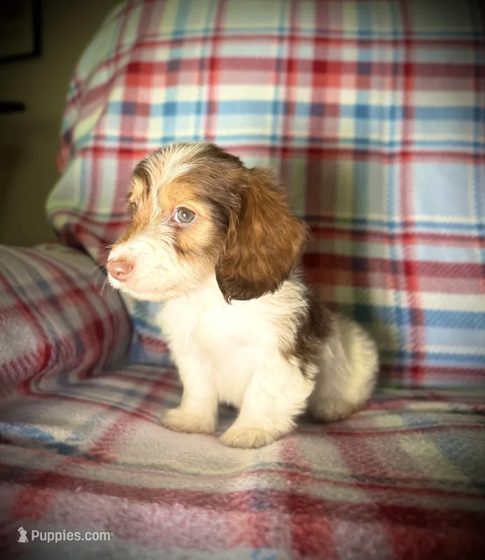 Ruby – Dachshund puppy for sale in Magnolia, TX