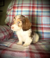 Ruby, a female Dachshund for sale in Magnolia, TX – 1 of 6