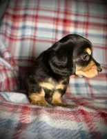 Bandit, a male Dachshund for sale in Magnolia, TX – 2 of 5