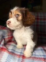 Ruby, a female Dachshund for sale in Magnolia, TX – 3 of 6