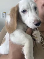 Snow, a female Dachshund for sale in Magnolia, TX – 2 of 6