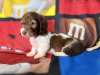 Willow , a female Dachshund for sale in Magnolia, TX – 3 of 7
