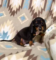Popcorn , a male Dachshund for sale in Magnolia, TX – 2 of 4