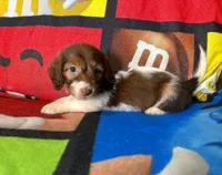 Willow , a female Dachshund for sale in Magnolia, TX – 4 of 7