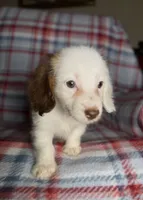 Pearl, a female Dachshund for sale in Magnolia, TX – 5 of 5