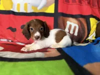 Trixie, a female Dachshund for sale in Magnolia, TX – 5 of 5