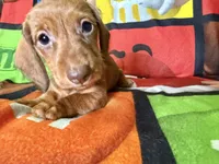 Big Red, a male Dachshund for sale in Magnolia, TX – 4 of 6