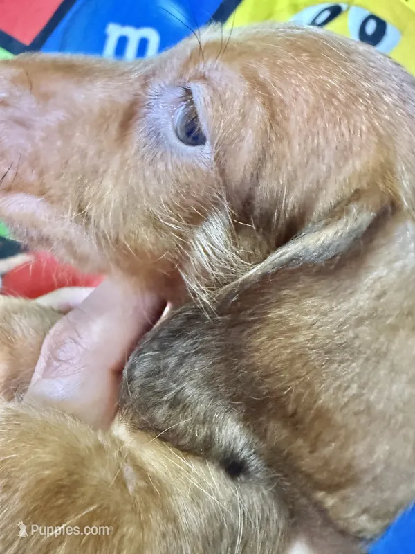 Butterscotch  – Dachshund puppy for sale in Magnolia, TX