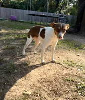 Molly, a female Rat Terrier for sale in Magnolia, TX – 3 of 3