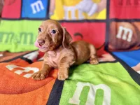 Big Red, a male Dachshund for sale in Magnolia, TX – 5 of 6