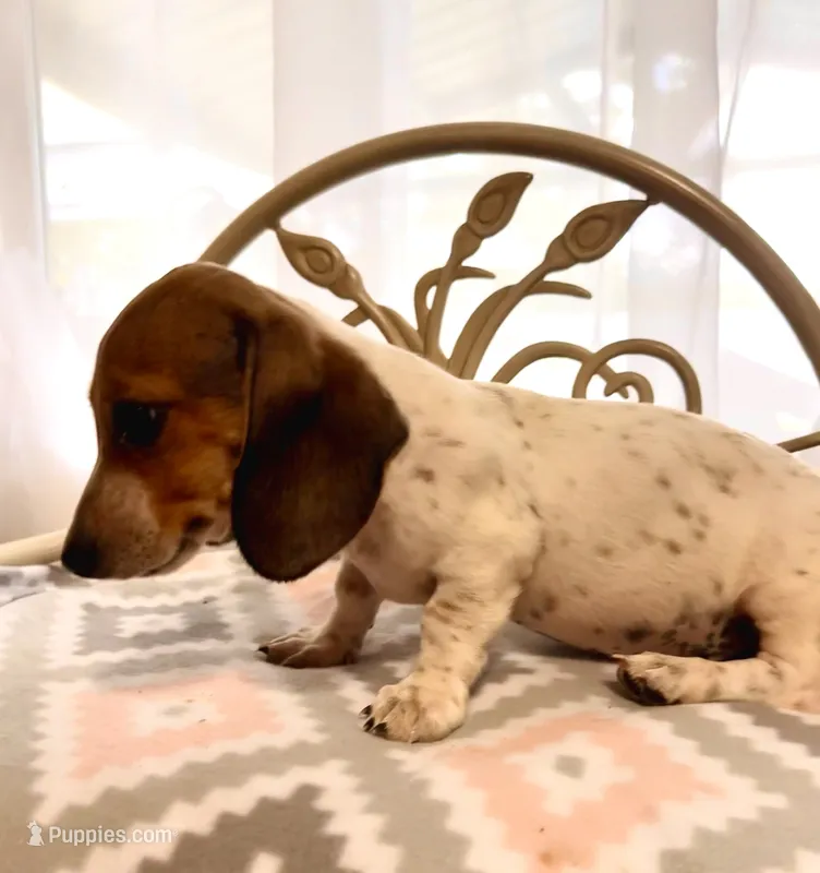 Capitan Morgan – Dachshund puppy for sale in Magnolia, TX
