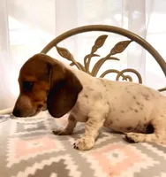 Capitan Morgan, a male Dachshund for sale in Magnolia, TX – 1 of 5